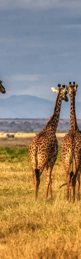 Kenia – Safari mit dem Zug
